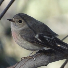 Petroica rosea (Rose Robin) at Kaleen, ACT - 18 Sep 2018 by roymcd