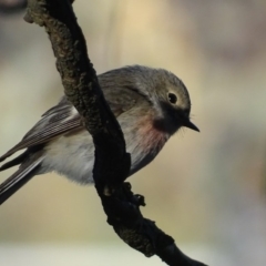 Petroica rosea at Kaleen, ACT - 18 Sep 2018 05:09 PM