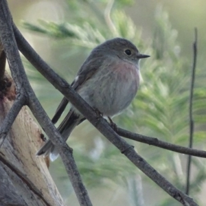 Petroica rosea at Kaleen, ACT - 18 Sep 2018 05:09 PM