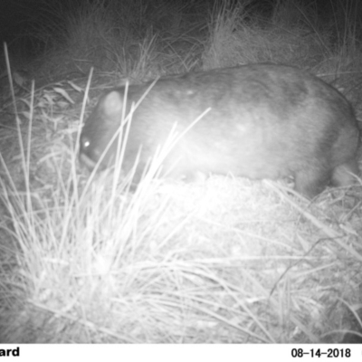 Vombatus ursinus (Common wombat, Bare-nosed Wombat) at Undefined - 13 Aug 2018 by Margot