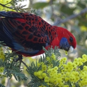 Platycercus elegans at Kaleen, ACT - 18 Sep 2018