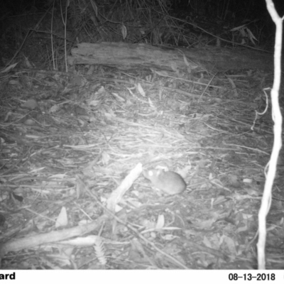 Rattus fuscipes (Bush Rat) at Undefined - 12 Aug 2018 by Margot