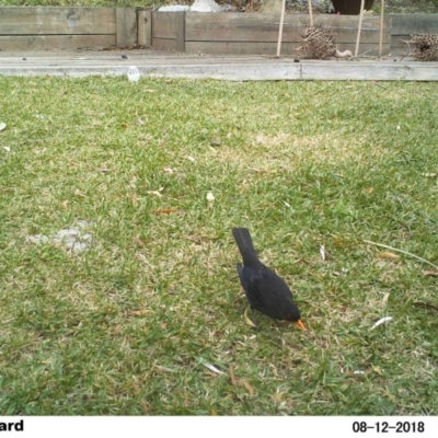 Turdus merula (Eurasian Blackbird) at The Basin Walking Track - 12 Aug 2018 by Margot