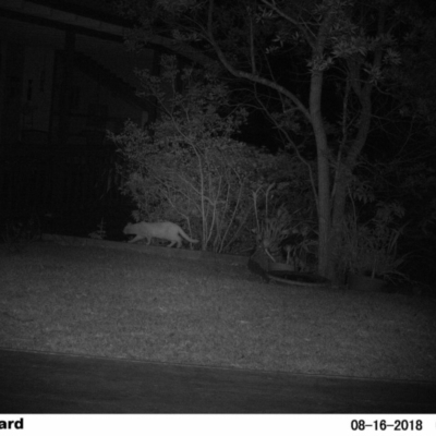Felis catus (Feral Cat) at The Basin Walking Track - 14 Aug 2018 by Margot