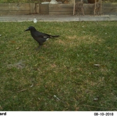 Strepera graculina (Pied Currawong) at The Basin Walking Track - 10 Aug 2018 by Margot