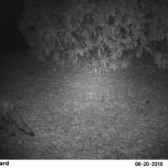 Vulpes vulpes (Red Fox) at Undefined - 19 Aug 2018 by Margot