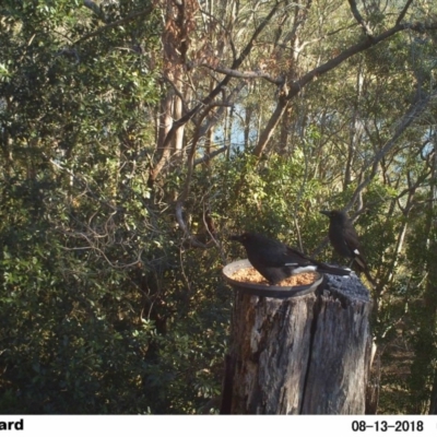 Strepera graculina (Pied Currawong) at Undefined - 12 Aug 2018 by Margot