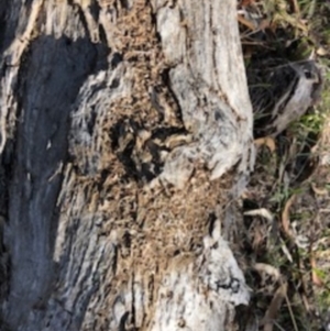 Papyrius nitidus at Red Hill, ACT - suppressed