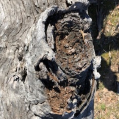 Papyrius nitidus (Shining Coconut Ant) at Red Hill, ACT - 19 Sep 2018 by Ratcliffe