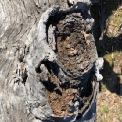 Papyrius nitidus (Shining Coconut Ant) at Red Hill, ACT - 18 Sep 2018 by Ratcliffe