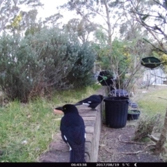 Strepera graculina (Pied Currawong) at "Rivendell" Mimosa Park Road - 18 Aug 2017 by Margot