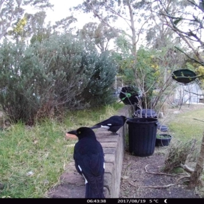 Strepera graculina (Pied Currawong) at "Rivendell" Mimosa Park Road - 18 Aug 2017 by Margot