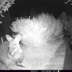 Wallabia bicolor (Swamp Wallaby) at "Rivendell" Mimosa Park Road - 8 Aug 2017 by Margot