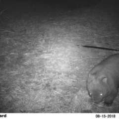 Vombatus ursinus (Common wombat, Bare-nosed Wombat) at "Rivendell" Mimosa Park Road - 15 Aug 2018 by Margot