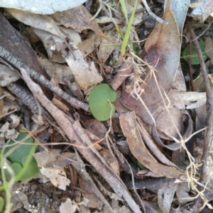 Corysanthes hispida at Gundaroo, NSW - 19 Sep 2018