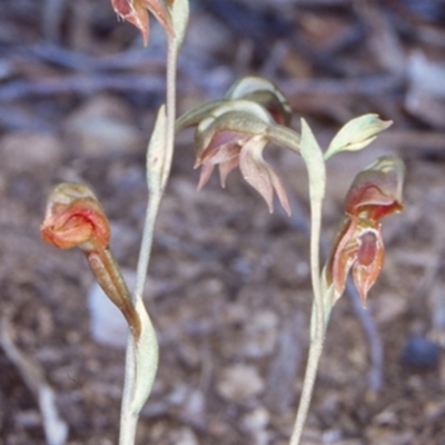 Oligochaetochilus aciculiformis (Needle-point rustyhood) at Tolwong, NSW - 20 Oct 1998 by BettyDonWood