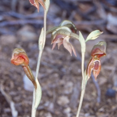 Oligochaetochilus aciculiformis (Needle-point rustyhood) at Tolwong, NSW - 19 Oct 1998 by BettyDonWood