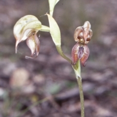 Oligochaetochilus calceolus (Bungonia Rustyhood) at Bungonia National Park - 5 Nov 1997 by BettyDonWood