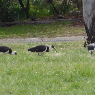 Threskiornis spinicollis (Straw-necked Ibis) at Flynn, ACT - 15 Sep 2018 by Christine