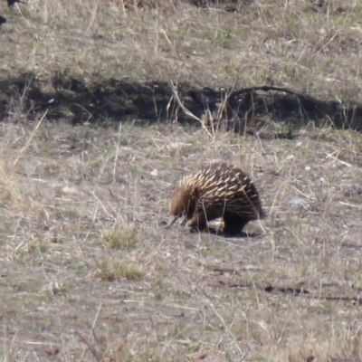 Tachyglossus aculeatus (Short-beaked Echidna) at Woodstock Nature Reserve - 16 Sep 2018 by Christine