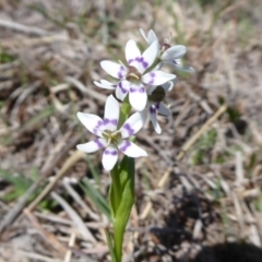 Wurmbea dioica subsp. dioica (Early Nancy) at Woodstock Nature Reserve - 16 Sep 2018 by Christine