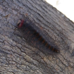 Thaumetopoeinae (subfamily) (Bag-shelter Moths, Processionary Caterpillars) at Symonston, ACT - 17 Sep 2018 by Christine