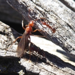 Papyrius sp (undescribed) (Hairy Coconut Ant) at Symonston, ACT - 17 Sep 2018 by Christine