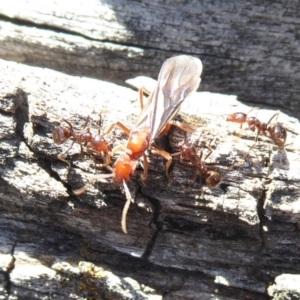 Papyrius sp (undescribed) at Symonston, ACT - 17 Sep 2018