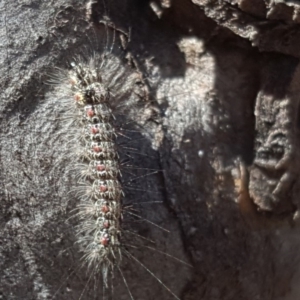 Anestia (genus) at Symonston, ACT - 17 Sep 2018 10:31 AM