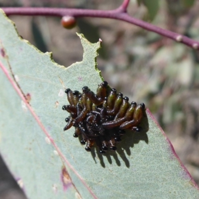 Pergidae sp. (family) (Unidentified Sawfly) at Symonston, ACT - 17 Sep 2018 by Christine