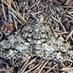 Unplaced externaria (Mahogany Bark Moth (formerly Hypomecis externaria)) at Cotter Reserve - 18 Sep 2018 by Christine