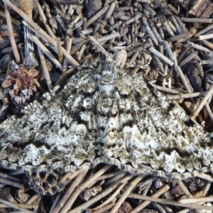 Unplaced externaria at Cotter Reserve - 18 Sep 2018 11:24 AM