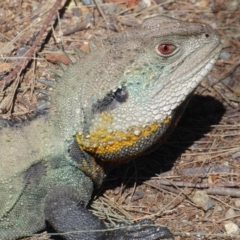 Intellagama lesueurii howittii at Paddys River, ACT - 18 Sep 2018