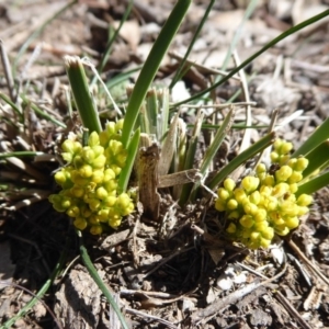 Lomandra bracteata at Campbell, ACT - 19 Sep 2018