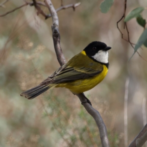 Pachycephala pectoralis at Red Hill, ACT - 12 Sep 2018 01:14 PM