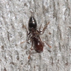 Crematogaster sp. (genus) at Acton, ACT - 19 Sep 2018