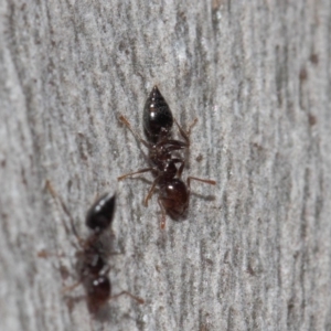 Crematogaster sp. (genus) at Acton, ACT - 19 Sep 2018