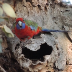 Platycercus elegans (Crimson Rosella) at Molonglo River Reserve - 11 Sep 2018 by michaelb