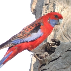 Platycercus elegans at Molonglo River Reserve - 11 Sep 2018