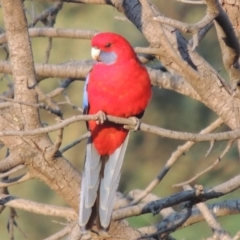 Platycercus elegans (Crimson Rosella) at Paddys River, ACT - 18 May 2015 by MichaelBedingfield