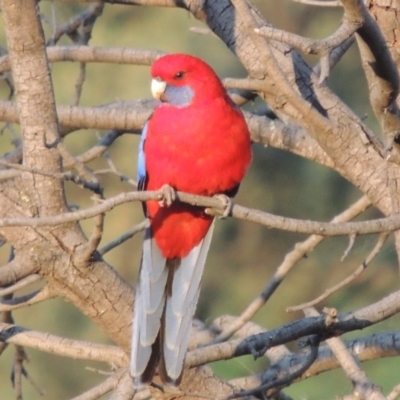 Platycercus elegans (Crimson Rosella) at Paddys River, ACT - 18 May 2015 by michaelb