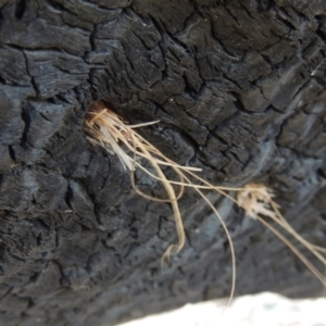 Isodontia sp. (genus) at Molonglo River Reserve - 11 Sep 2018