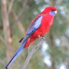 Platycercus elegans (Crimson Rosella) at Tennent, ACT - 6 Sep 2014 by michaelb