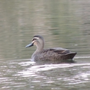 Anas superciliosa at Molonglo River Reserve - 11 Sep 2018 07:22 PM