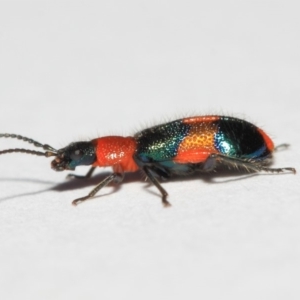 Dicranolaius bellulus at Evatt, ACT - 19 Sep 2018 03:47 PM