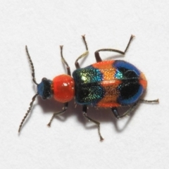 Dicranolaius bellulus at Evatt, ACT - 19 Sep 2018 03:47 PM