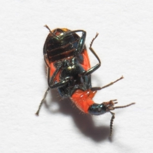 Dicranolaius bellulus at Evatt, ACT - 19 Sep 2018 03:47 PM