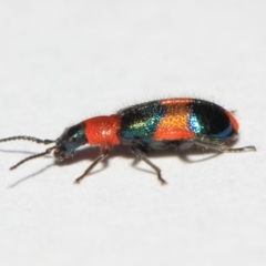 Dicranolaius bellulus at Evatt, ACT - 19 Sep 2018 03:47 PM