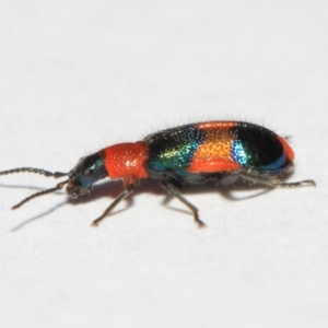 Dicranolaius bellulus at Evatt, ACT - 19 Sep 2018 03:47 PM