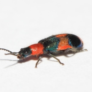 Dicranolaius bellulus at Evatt, ACT - 19 Sep 2018 03:47 PM